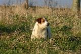 JACK RUSSEL 345